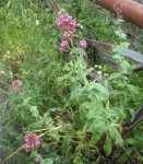 Valeriana